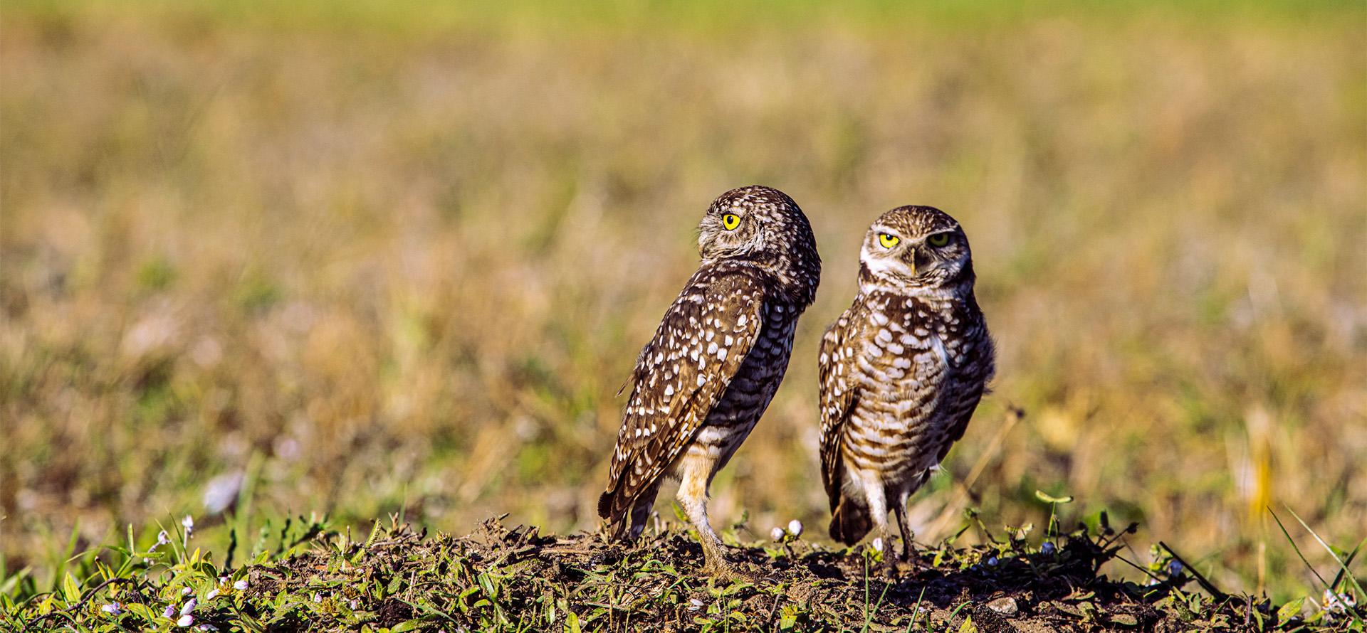 Burrowing Owls